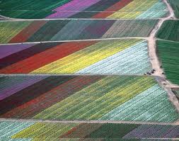 Politica agricola comune, posizione delle Regioni a Bruxelles Politica agricola comune, posizione delle Regioni a Bruxelles