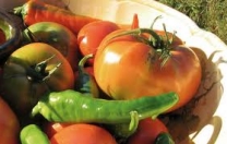 Calamità naturali: al via gli indennizzi in agricoltura