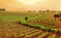 Il settore agroalimentare in Sardegna. Le proposte del CREL