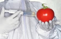 Alimentare: la Sardegna si conferma "Ogm free"