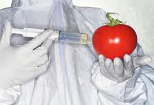 Alimentare: la Sardegna si conferma "Ogm free" Alimentare: la Sardegna si conferma "Ogm free"
