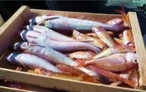 Dal 1° settembre al 15 ottobre fermo obbligatorio della pesca