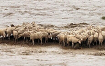 Emergenza Alluvione, Fondo speciale di Legacoop Sardegna