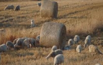 La pastorizia non regge