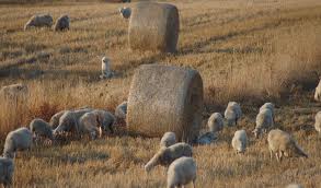 La pastorizia non regge