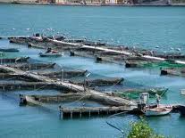 Pesca: necessaria una proroga delle concessioni demaniali Pesca: necessaria una proroga delle concessioni demaniali