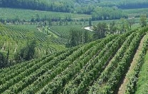 Bando di attuazione della misura “Investimenti” nel settore del vino