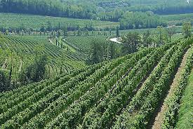 Bando di attuazione della misura “Investimenti” nel settore del vino
