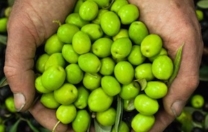 Coopfond sostiene la Cooperativa Olivicoltori di Oliena