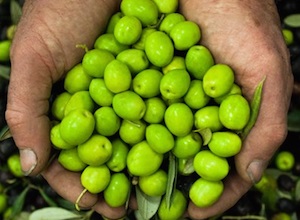 Coopfond sostiene la Cooperativa Olivicoltori di Oliena