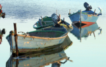 Regimi di compensazione nell’attività di pesca sostenibili: avviso per risarcimento danni causati dai cormorani