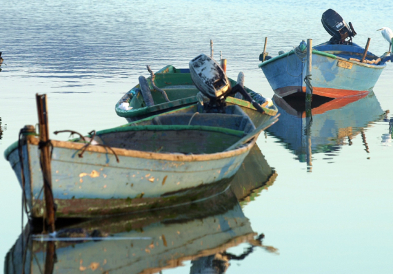 Regimi di compensazione nell’attività di pesca sostenibili: avviso per risarcimento danni causati dai cormorani