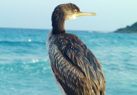 Prorogato al 15 marzo 2024 il Piano triennale di contenimento impatti provocati dal Cormorano nella provincia di Oristano